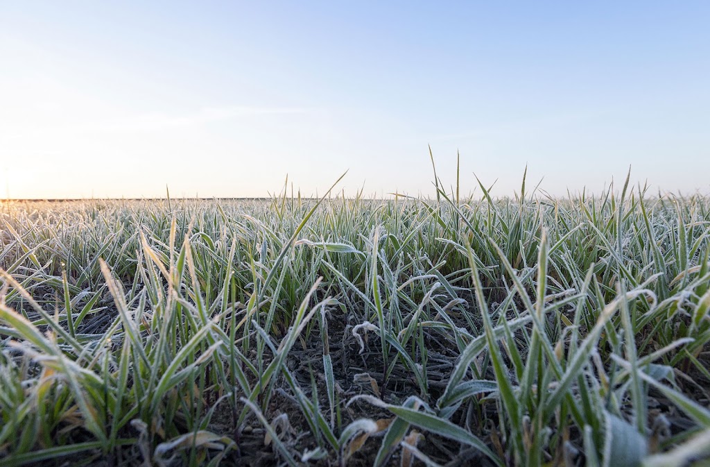 Russell Grains 3000 Ltd. | 49°3209.8"N 97°5428.6"W, Carman, MB R0G 0J0, Canada | Phone: (204) 745-2342