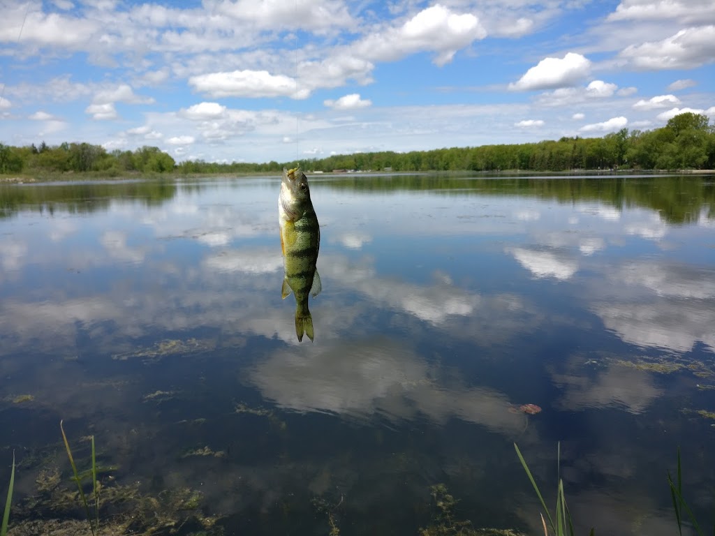 River Drive Park Blue gill | 134 Queensville Sideroad, Queensville, ON L0G 1R0, Canada