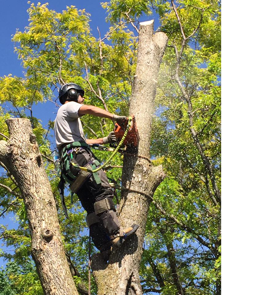 Tree Service Coquitlam Inc. | 1145 Inlet St, Coquitlam, BC V3B 6E8, Canada | Phone: (778) 488-9410