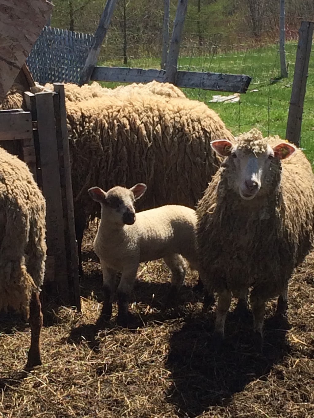 Ferme la petite bergère et compagnie | 3740 30e Rue, Saint-Prosper, QC G0M 1Y0, Canada | Phone: (418) 234-3494