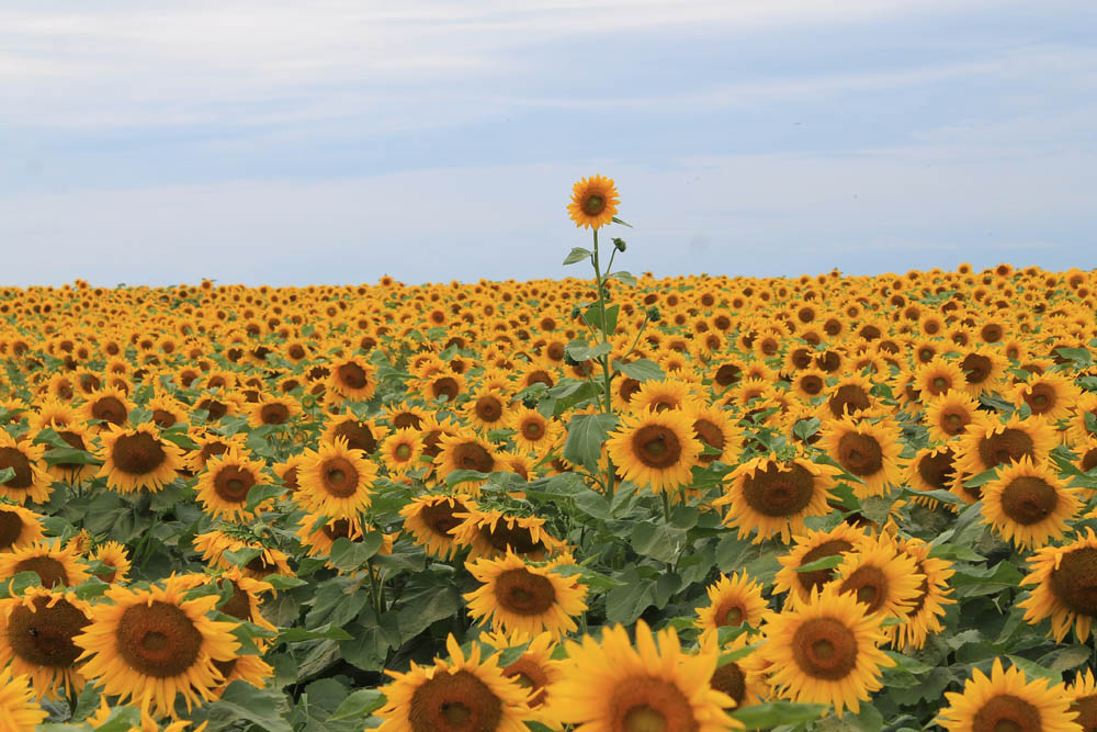 Toronto Sunflower Fields and Festival | 15770 Mountainview Rd, Caledon, ON L7C 2V2, Canada | Phone: (905) 965-8201