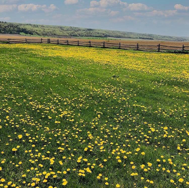 Abeilles du Faubourg | 217 Rte de la Station, Saint-Éloi, QC G0L 2V0, Canada | Phone: (418) 806-8511