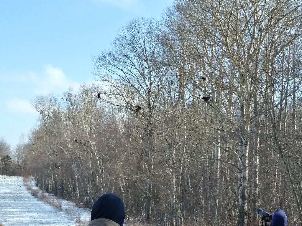 Sheffield Mills Eagle Watch -Eagle viewing site | 1770 Middle Dyke Rd, Centreville, NS B0P 1J0, Canada | Phone: (902) 582-1708