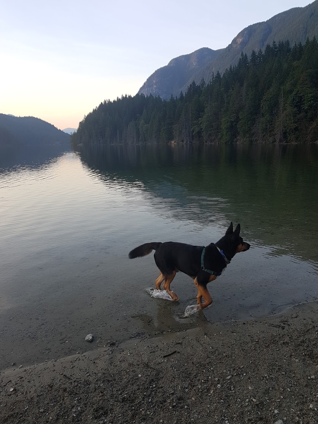 Buntzen Lake Dog Park | Anmore, BC V3H, Canada