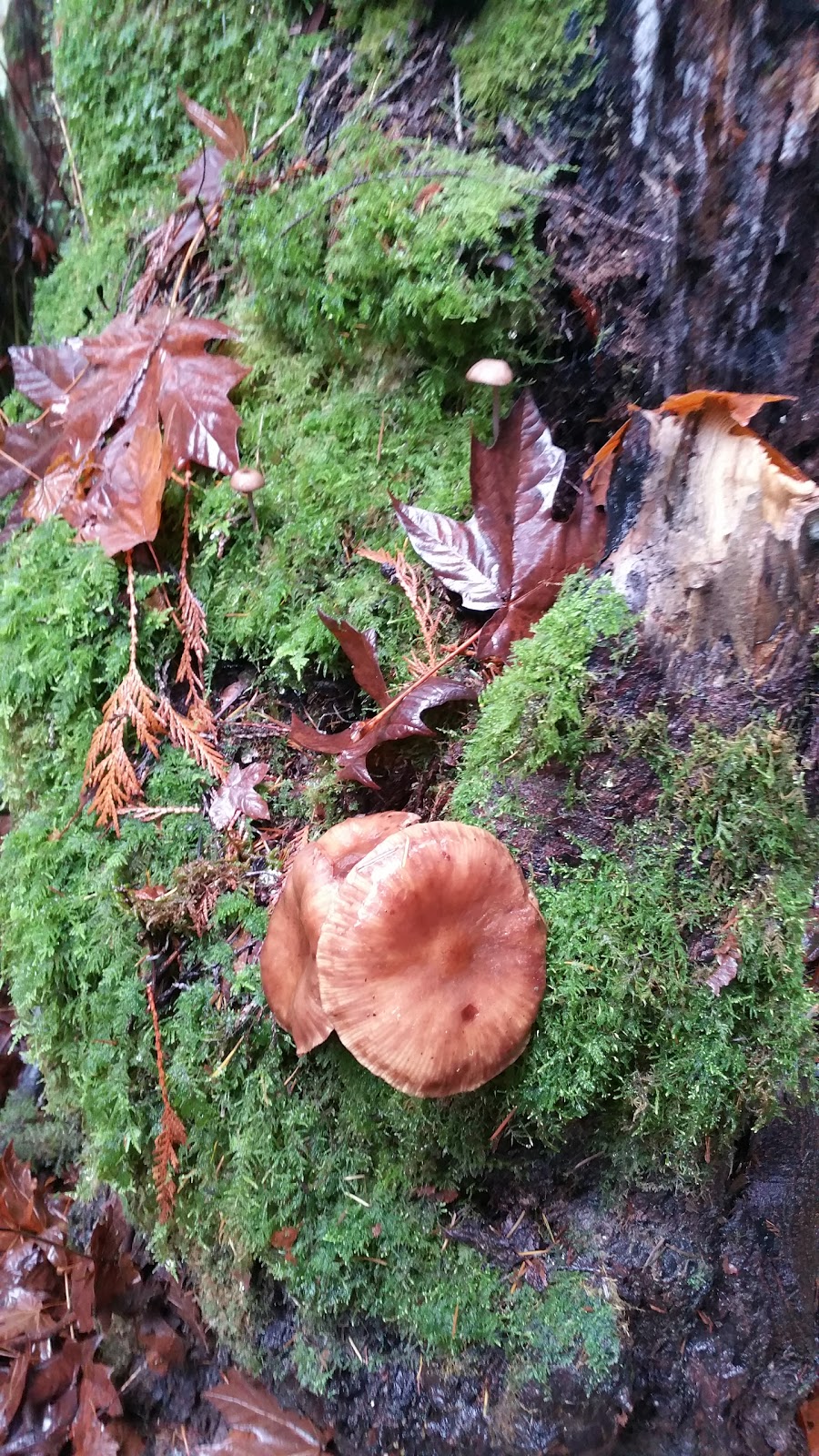 Stocking Creek Park | Stocking Creek Trail, Chemainus, BC V0R 1K0, Canada