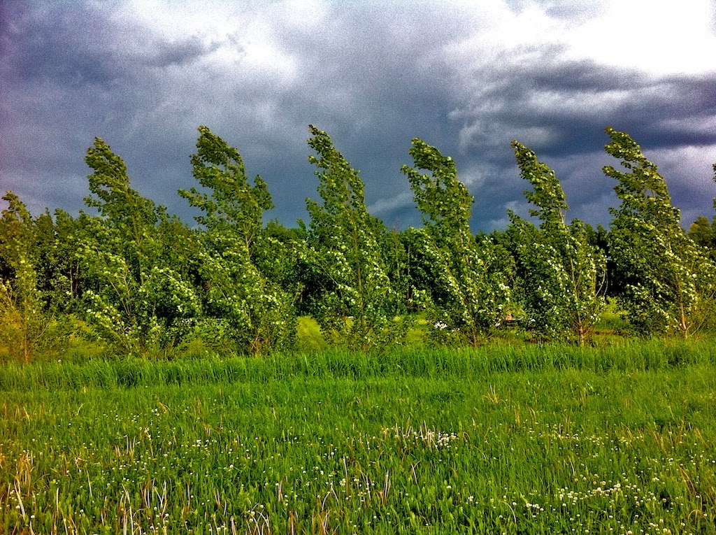 Sherwoods Forests Tree Farm | 50042 Range Rd 31, Warburg, AB T0C 2T0, Canada | Phone: (780) 848-2548