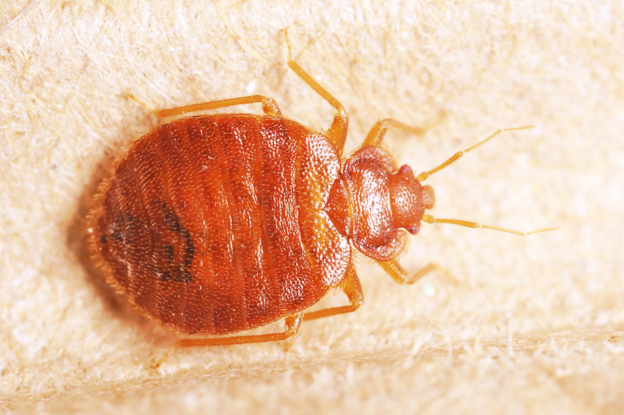 Acme Pest Solutions- Pest control Oakville, Bed bug, Ant,Cockroach removal Oakville | 2870 Portland Dr, Oakville, ON L6H 5W8, Canada | Phone: (416) 453-2444