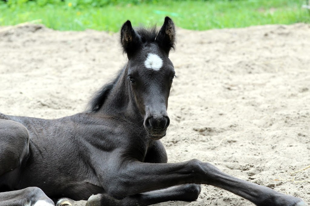 Maple Farm Canadians | 1490 Rue Blueberry Forest, Saint-Lazare, QC J7T 2K1, Canada | Phone: (514) 232-9052