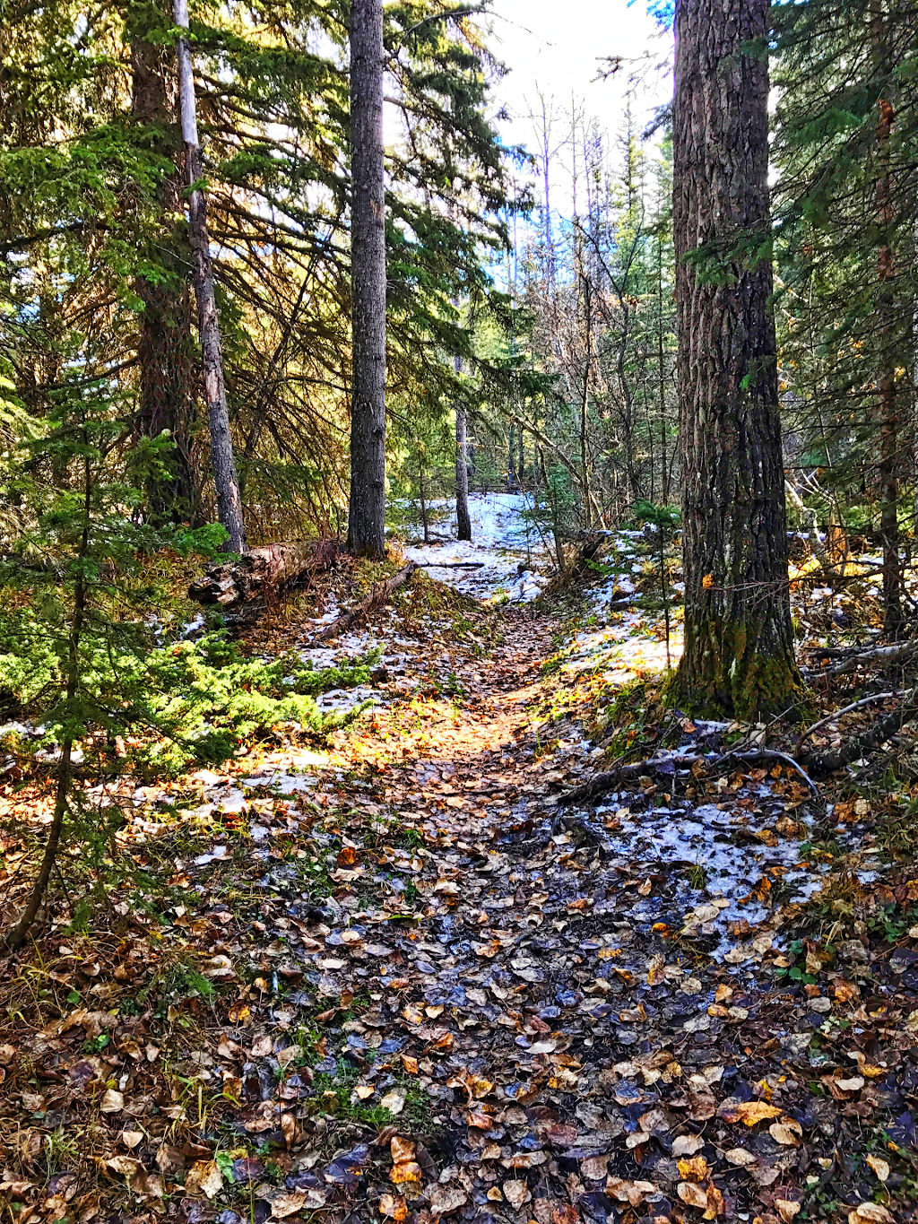 Ware Creek Provincial Recreation Area | 20415 Range Rd 52A, Bragg Creek, AB T0L 0K0, Canada | Phone: (403) 678-0760