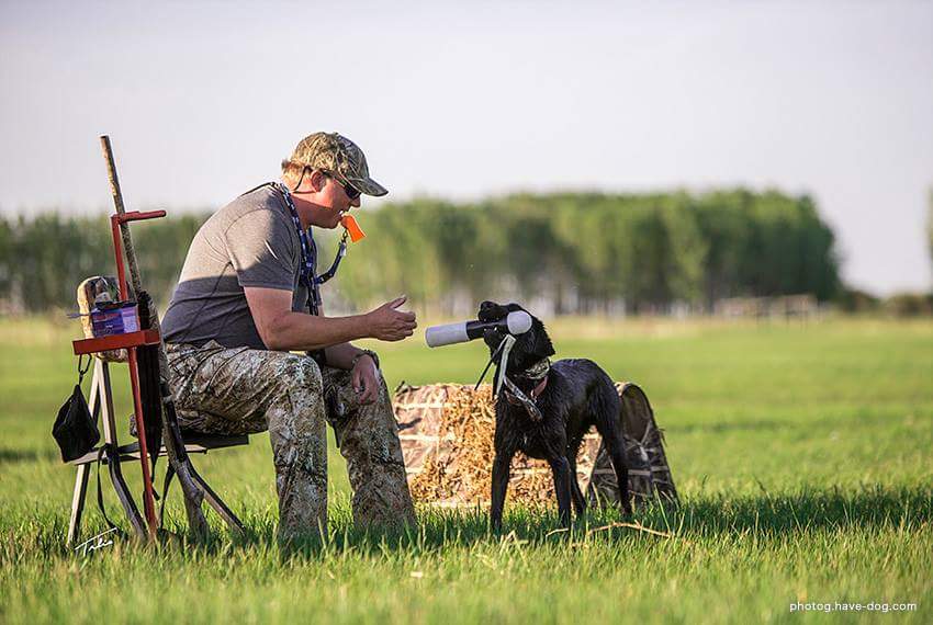 Ultimategundog | RR270, Cayley, AB T0L 0P0, Canada | Phone: (403) 422-4883