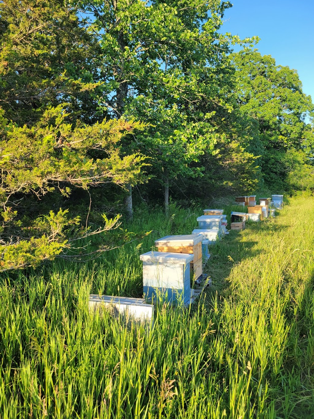 Here and There Apiary | 393 County Rd 8, Picton, ON K0K 2T0, Canada | Phone: (416) 553-1079