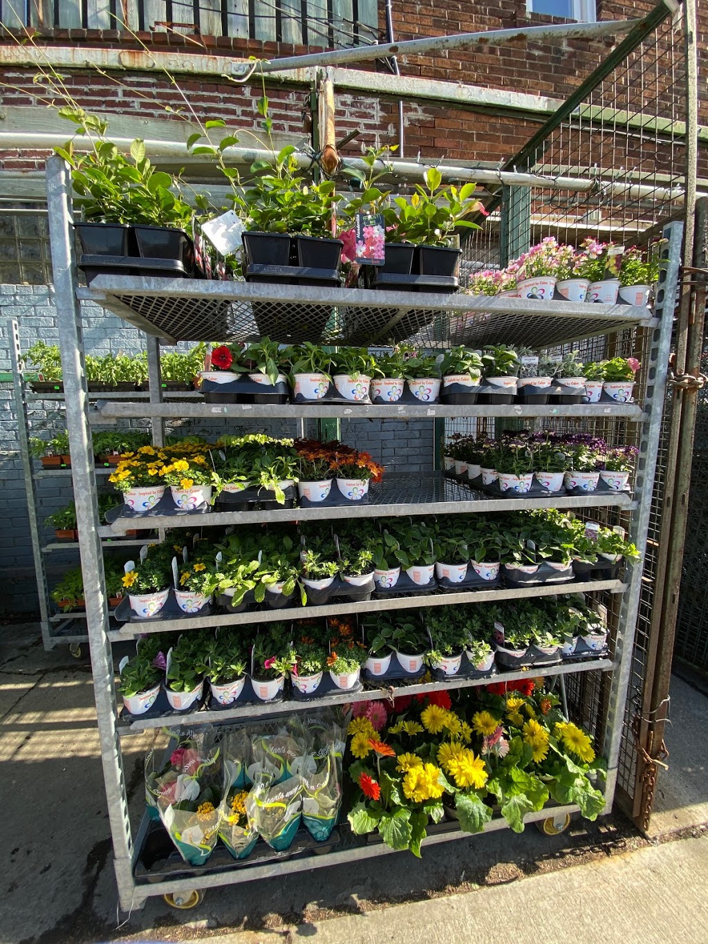 Everything Store & Garden Center | 923 Pape Ave, East York, ON M4K 3V3, Canada | Phone: (416) 465-3132