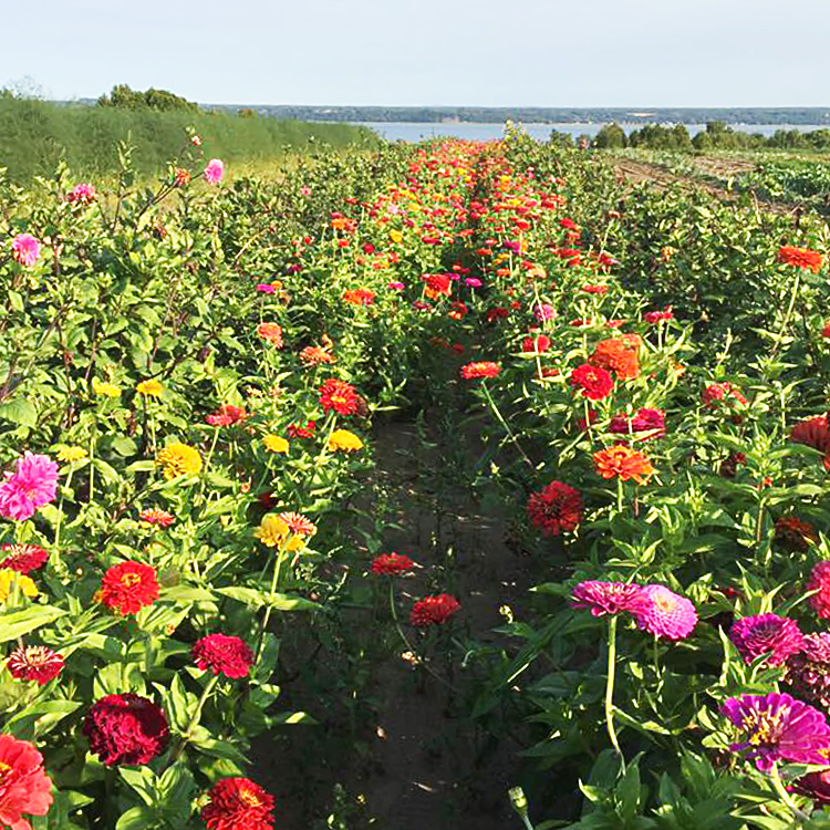 Le Caveau à Légumes | 1398 QC-138, Neuville, QC G0A 2R0, Canada | Phone: (418) 876-3003