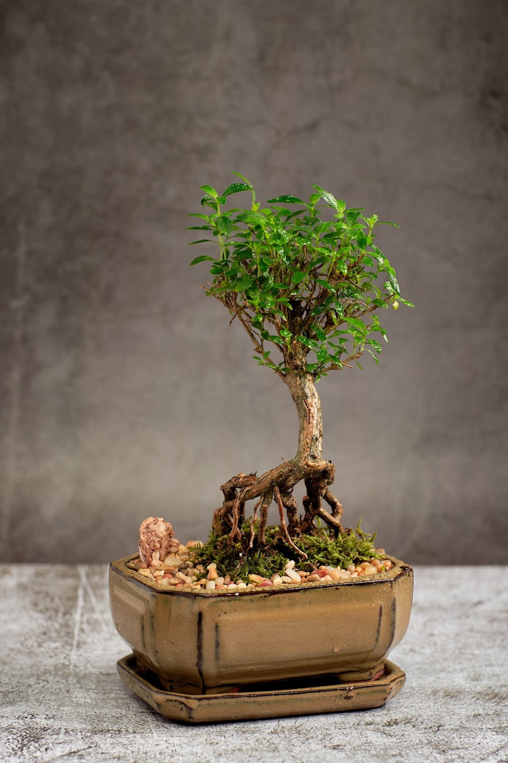 Bonsai Ottawa | 2784 Lancaster Rd unit C1, Ottawa, ON K1B 4S4, Canada | Phone: (613) 276-7267