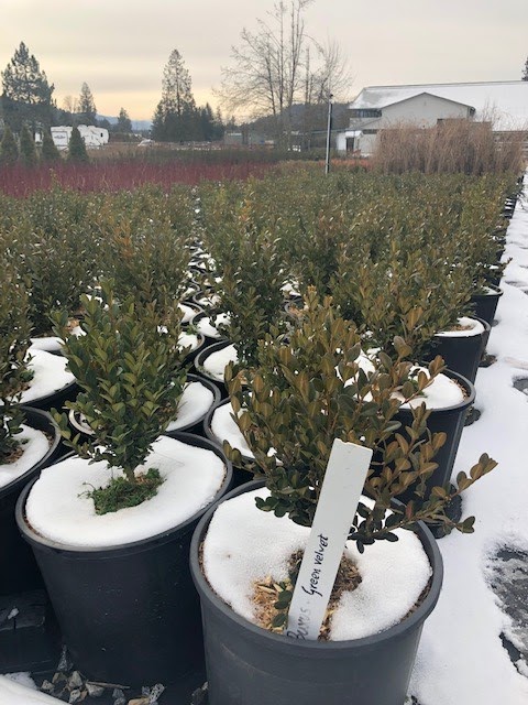 Green Flow Nurseries ltd. | 35850 Pattison Rd, Fraser Valley F, BC V2V 4J1, Canada | Phone: (604) 217-2992