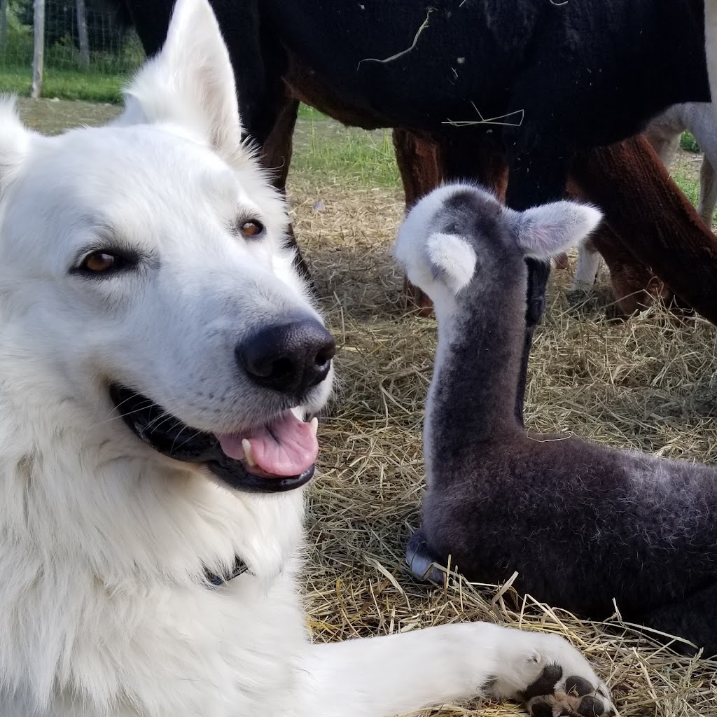 Ferme Les Alpagas Là! Là! | 518 Rang O, Saint-Ambroise, QC G7P 2X7, Canada | Phone: (418) 321-5252