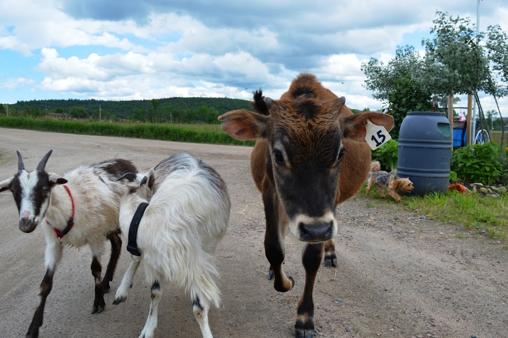 Mask Island Farm | 94 Mask Island Dr, Barrys Bay, ON K0J 1B0, Canada | Phone: (416) 435-2230