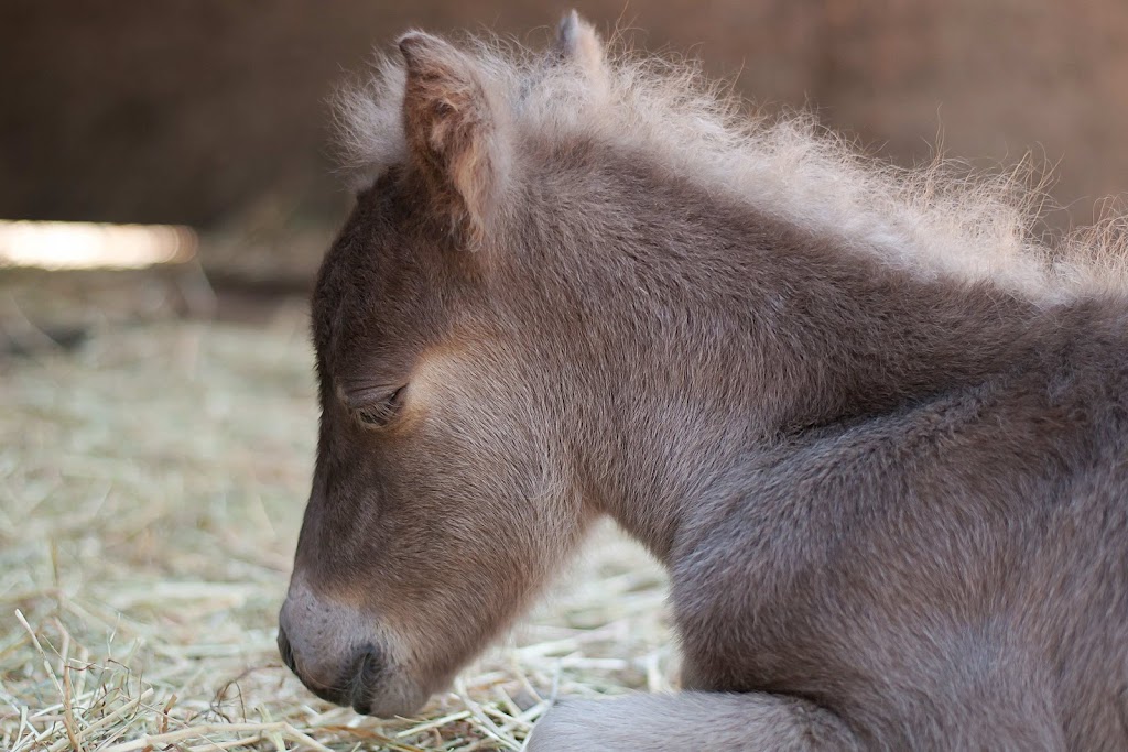 Ponies and Pipsqueaks | 6044 Oldfield Rd, Victoria, BC V9E 2J4, Canada | Phone: (250) 812-2008