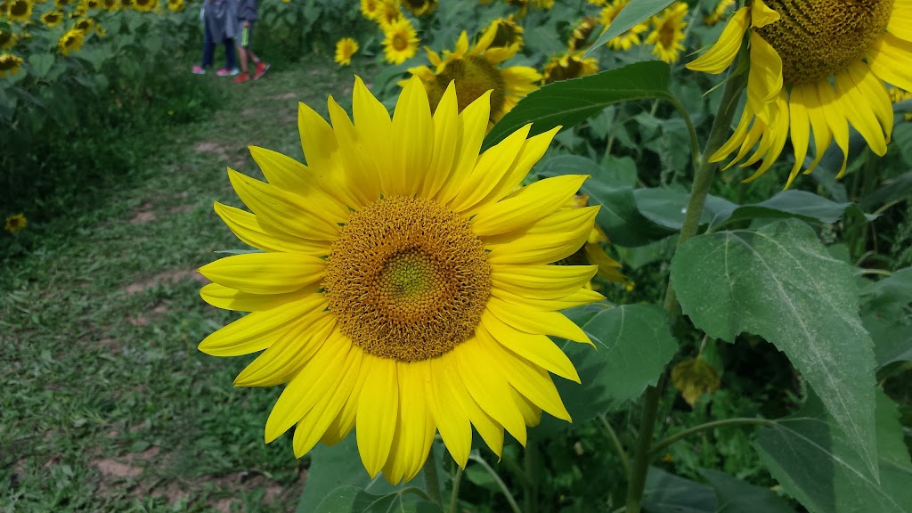 Nova Scotias Sunflower Maze | 792-1338, Nova Scotia Trunk 1, Falmouth, NS B0P 1L0, Canada | Phone: (902) 790-0542