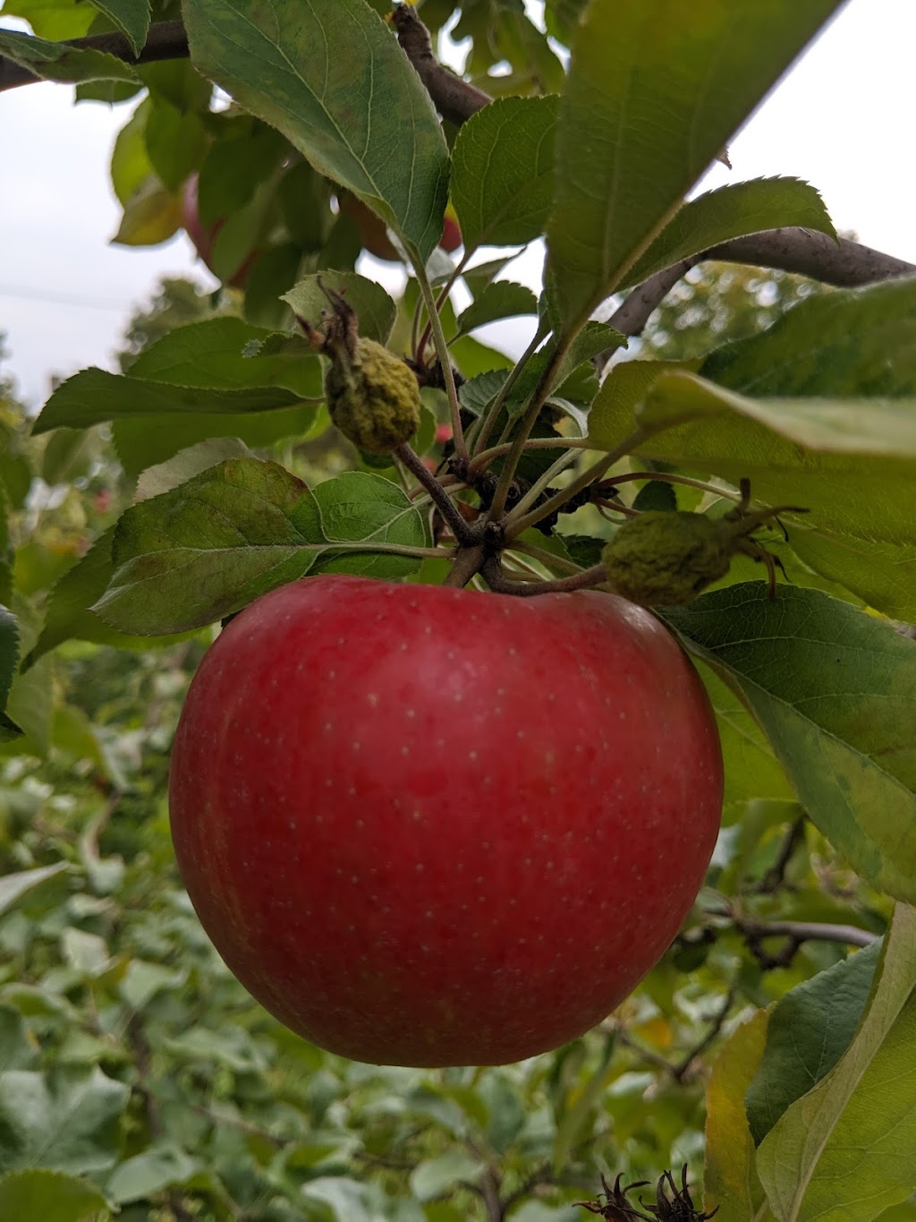 Frier Orchards — Rockburn Cidery | 2365 QC-202, Hinchinbrooke, QC J0S 1A0, Canada | Phone: (450) 264-2003