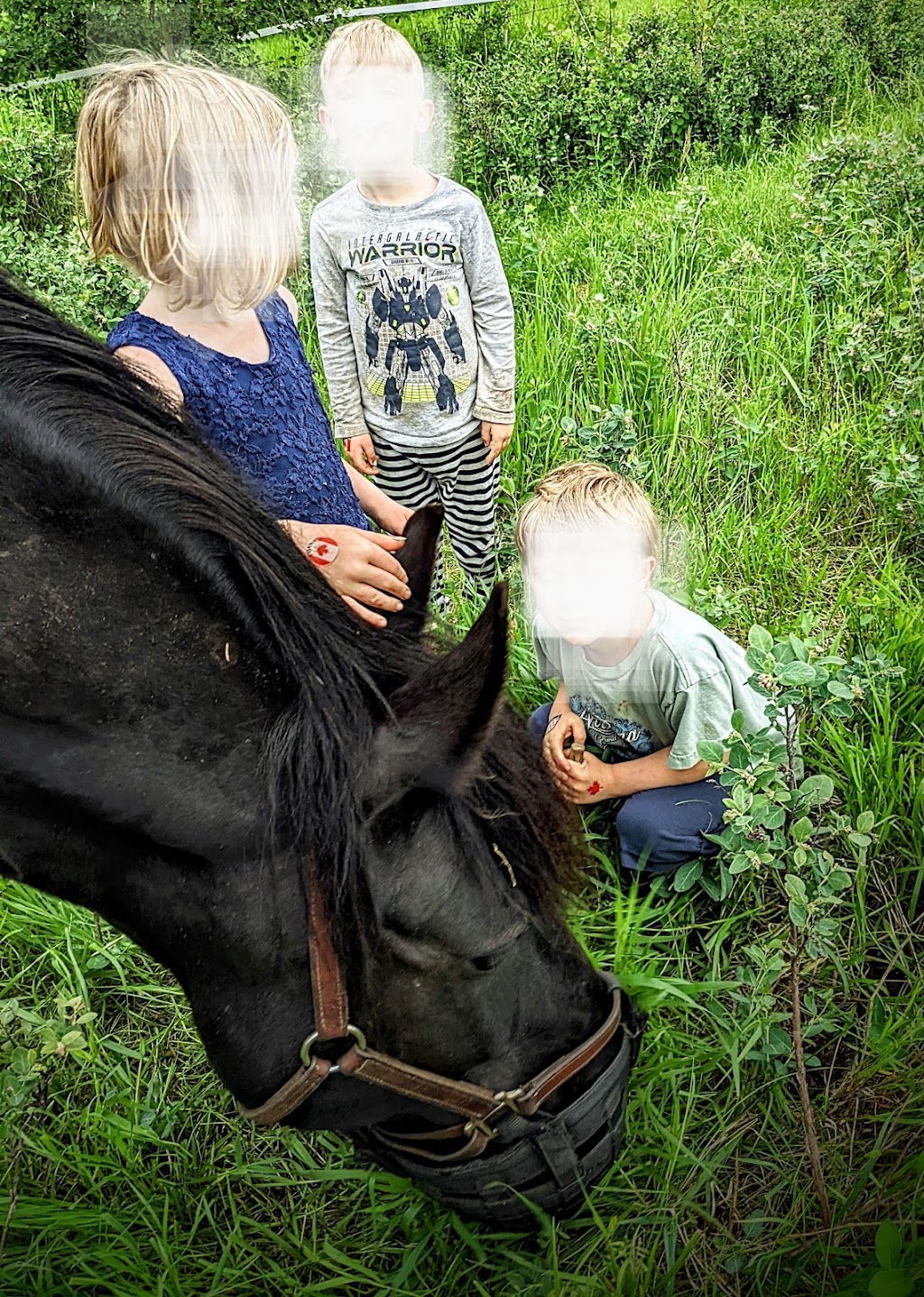 Heart Echo Equines | Range Rd 140, Killam, AB T0B 2L0, Canada | Phone: (780) 385-8816