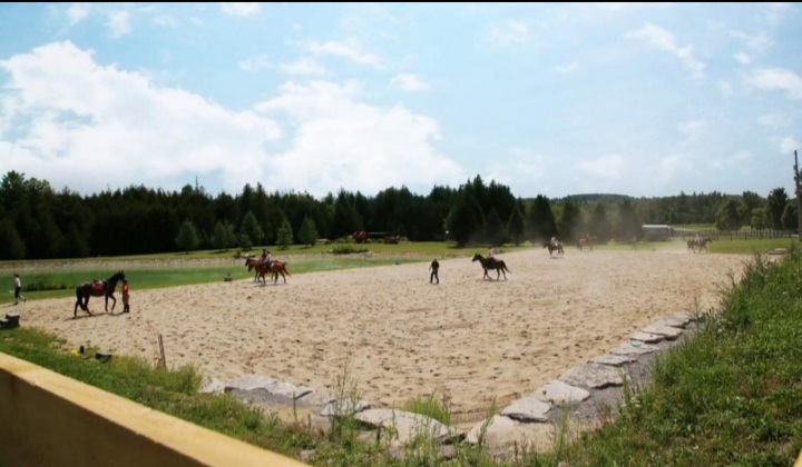 New Beginnings Equine Stables | 238 Hayes Line, Omemee, ON K0L 2W0, Canada | Phone: (705) 927-5974