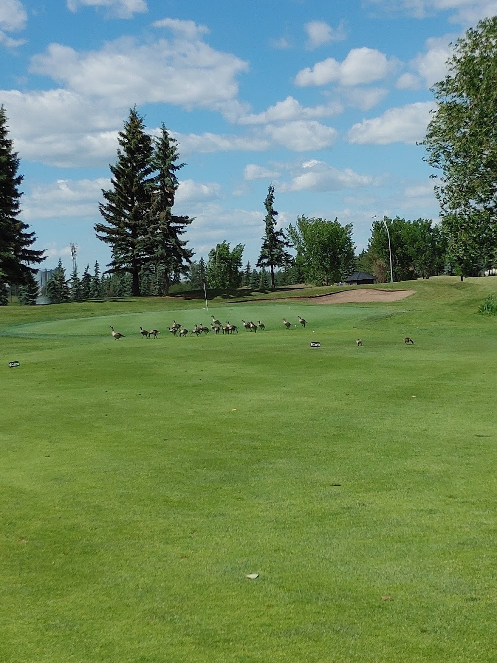 Mill Woods Golf Course | 4540 50 St NW, Edmonton, AB T6L 6P6, Canada | Phone: (780) 448-1601