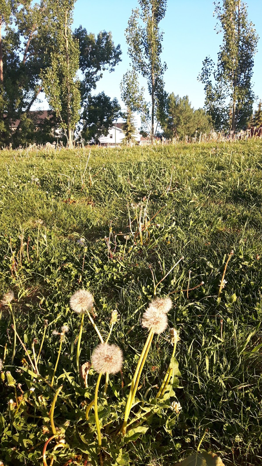 Passchendaele Park | 4637 Passchendaele Rd SW, Calgary, AB T2T 6C9, Canada