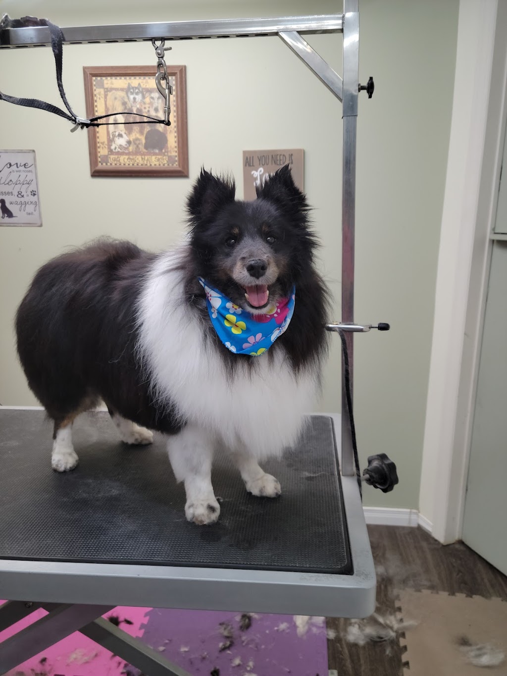 Barks and Bubbles Grooming | 2698 Rue Simpson, Saint-Lazare, QC J7T 2A1, Canada | Phone: (514) 865-7445