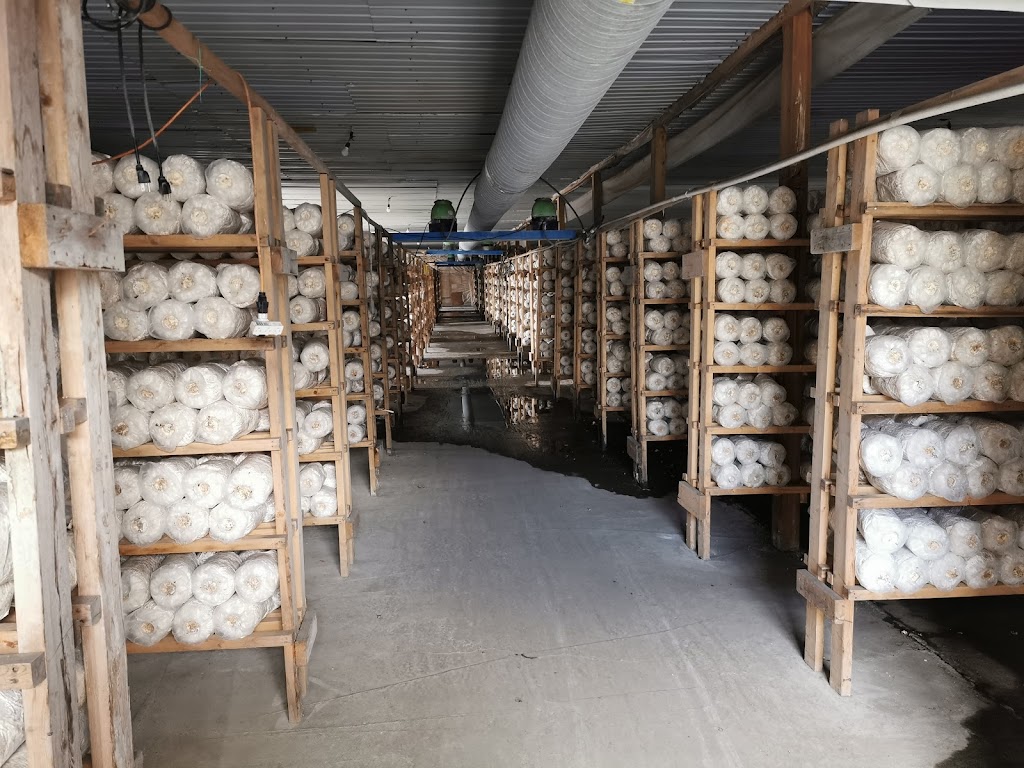 Friendship Specialty Mushroom Farm | 8110 Upper Prairie Rd, Chilliwack, BC V2P 6H3, Canada | Phone: (778) 389-1818