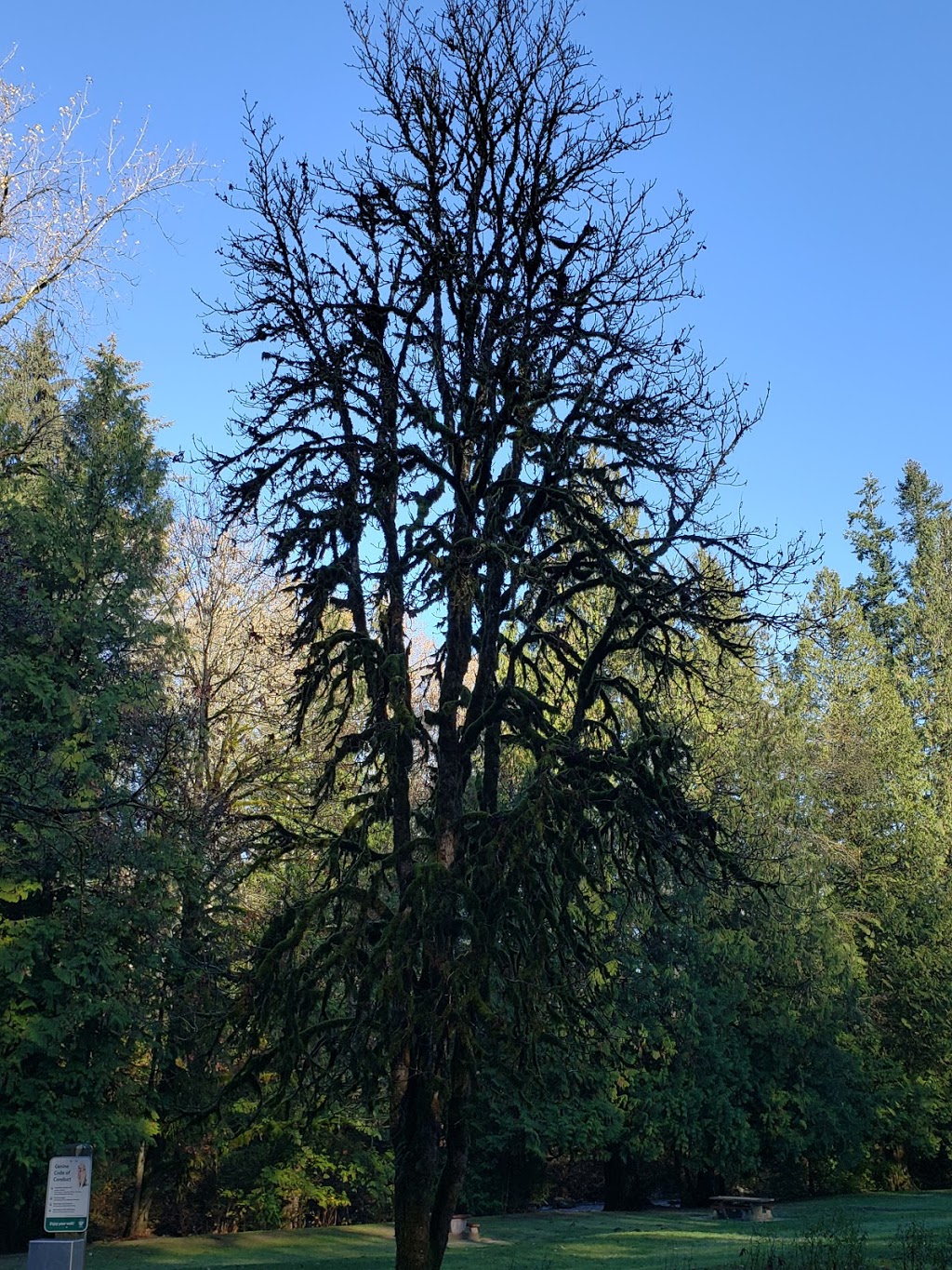 North Fork Loop Trail, | N Fork Loop Trail, Maple Ridge, BC V4R 1E3, Canada