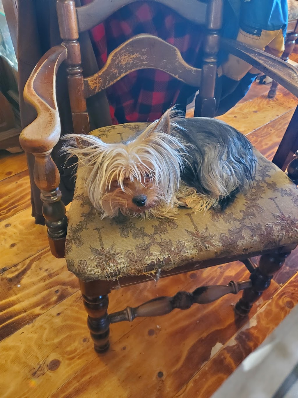 Ketabra Yorkies | 40121 rr221, Alix, AB T0C 0B0, Canada | Phone: (403) 391-9753