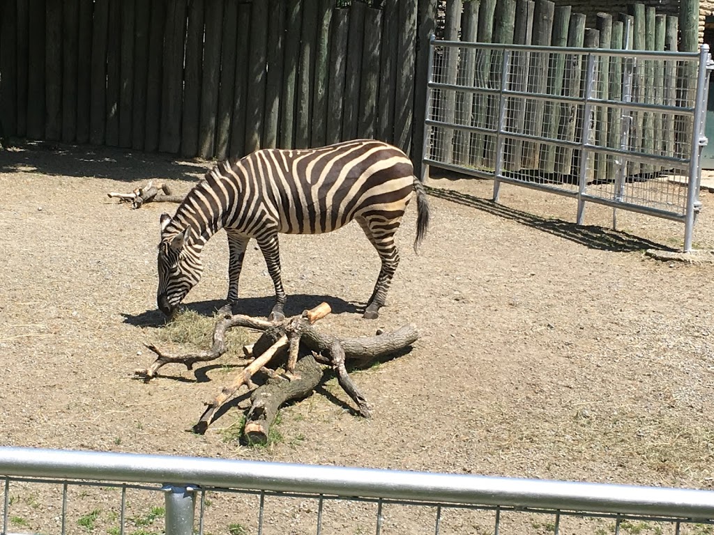 Tiger Exhibit at Buffalo Zoo | Buffalo, NY 14214, USA | Phone: (716) 837-3900