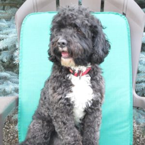 Canadoodle Australian Labradoodles | 2235 Carson Rd, Grand Forks, BC V0H 1H4, Canada | Phone: (250) 442-2957