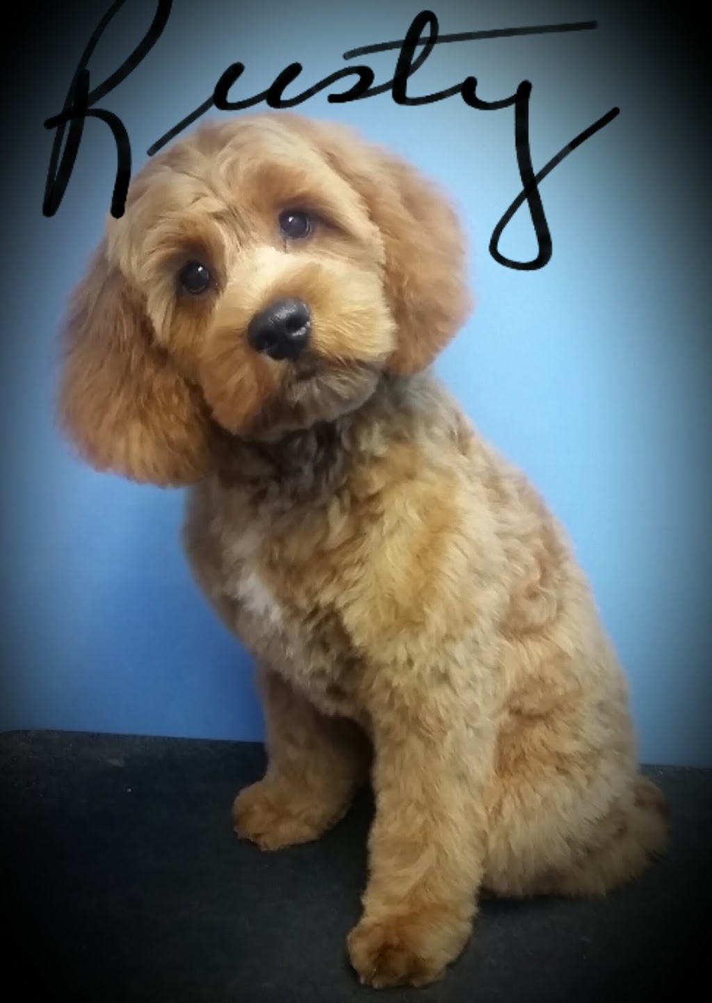 Julies Pet Grooming | 49 Seabrooke Dr, Hamilton, ON L8E 1N3, Canada | Phone: (905) 312-0754