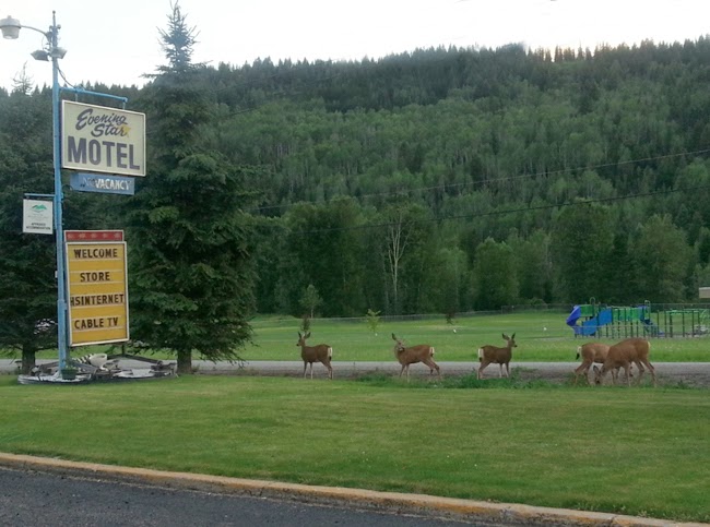 Evening Star Motel | 798 N Government St, Greenwood, BC V0H 1J0, Canada | Phone: (250) 445-6733