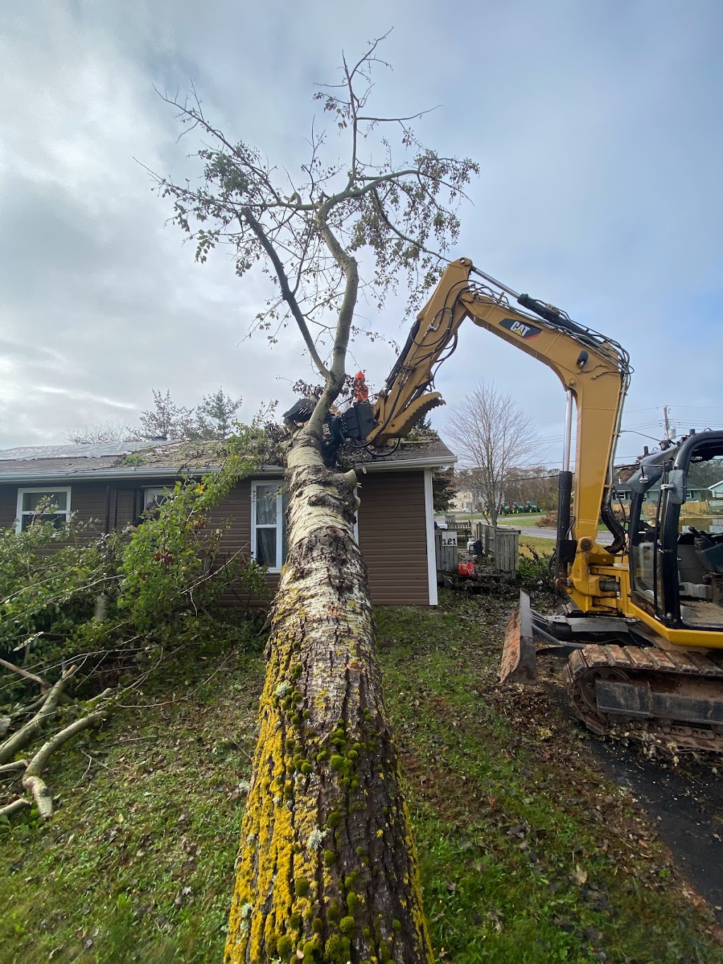 Timber Tree Care | 19506 rte 2, Hunter River, Charlottetown, PE C0A 1N0, Canada | Phone: (902) 213-5747