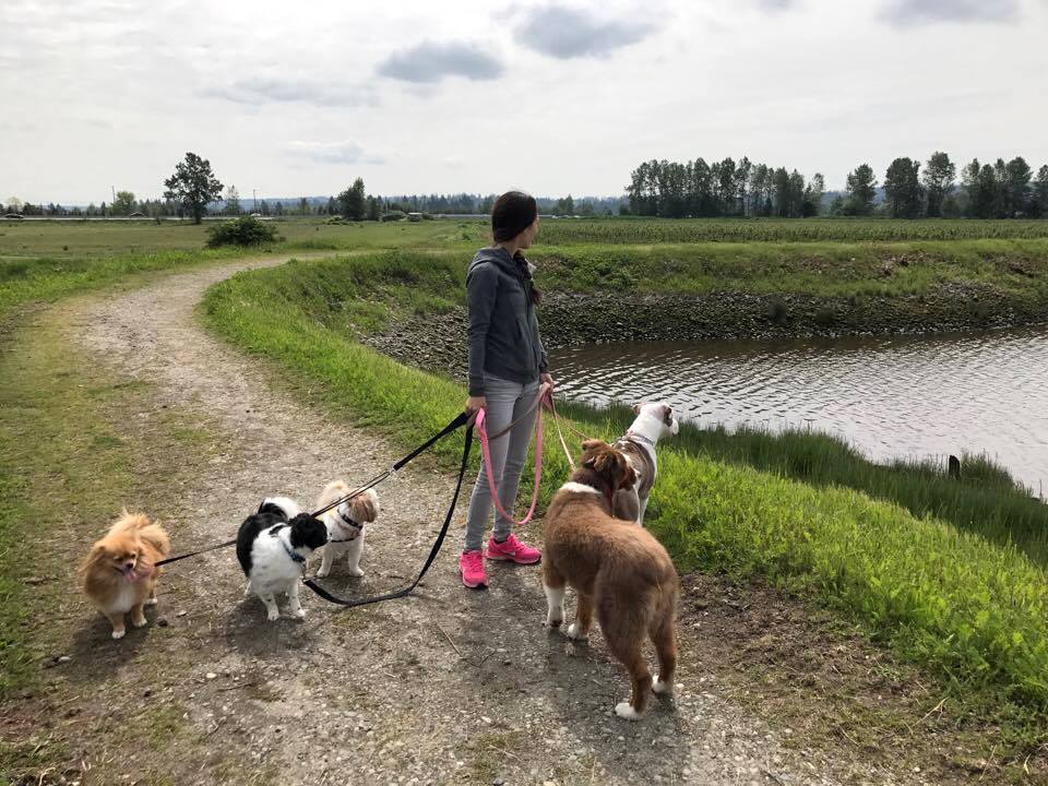 Busy Paws Dog Walking and Pet Care | 11 19483 74 Ave, Surrey, BC V4N 6V7, Canada | Phone: (778) 686-4587