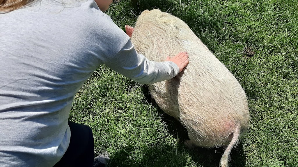 Sweet Acres Pigs Sanctuary | 2798 Vivian Rd, Whitchurch-Stouffville, ON L4A 2N5, Canada | Phone: (416) 805-6697