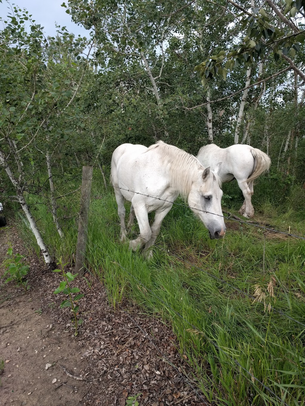 Longriders RV Park - Open Year Around | 23136 Secondary Highway 643 (at Alberta Highway 28A), Gibbons, AB T0A 1N0, Canada | Phone: (780) 923-3300