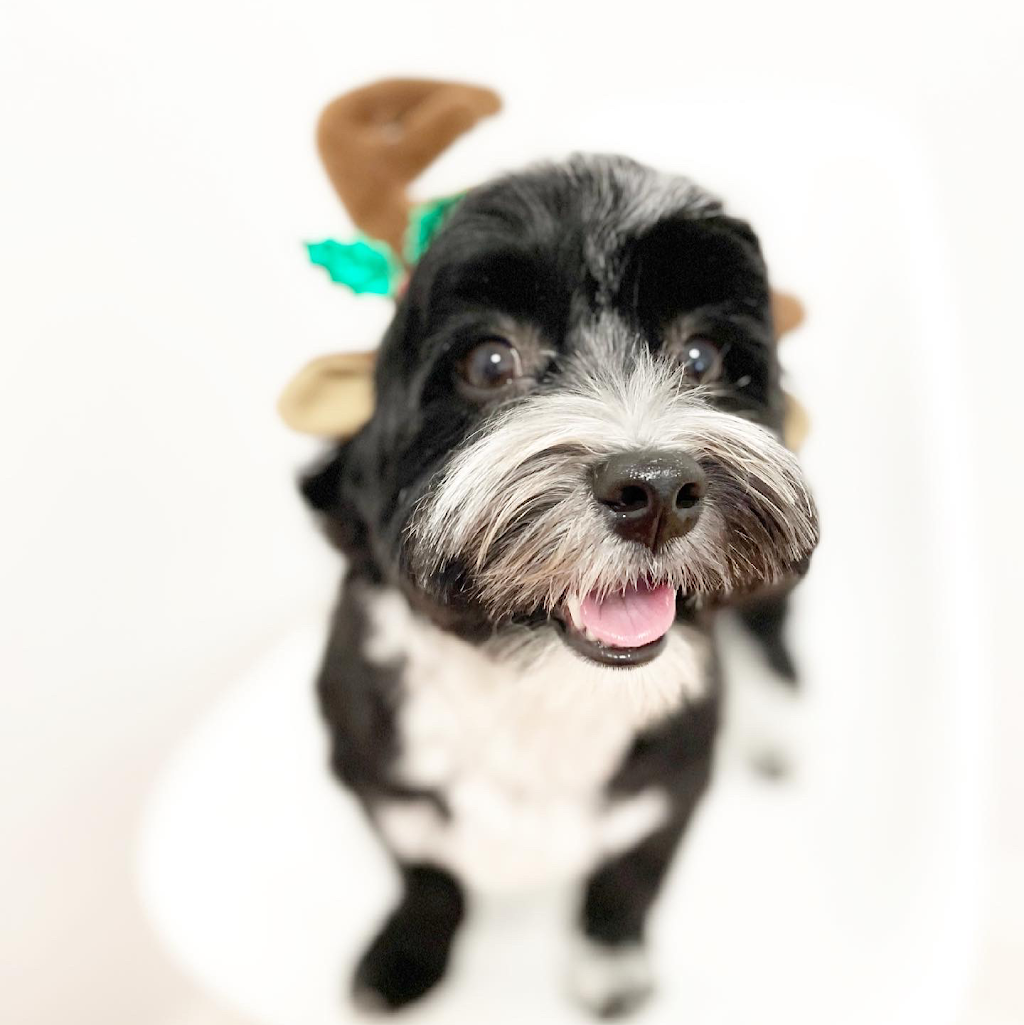 The Dog Grooming House | 384 Horrell Ave, Midland, ON L4R 2A6, Canada | Phone: (705) 433-1101