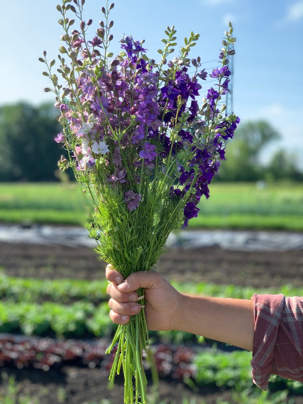 Ferme Larkspur Farm | 550 Chem. River, LAnge-Gardien, QC J8L 0M3, Canada | Phone: (873) 288-4140