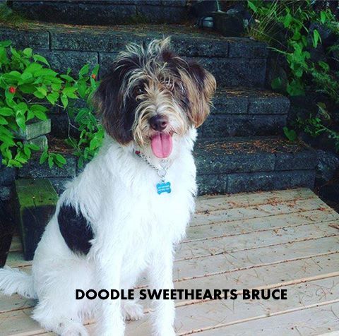 Doodle Sweethearts | 6492 Side Rd 6, Listowel, ON N4W 3G8, Canada | Phone: (519) 291-6633