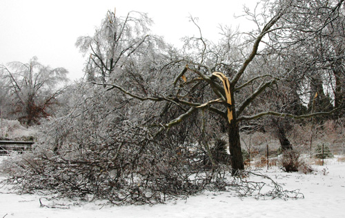 Wendigo Tree Service | 3428 Gratton Rd B, Victoria, BC V9C 1Z1, Canada | Phone: (250) 893-9952