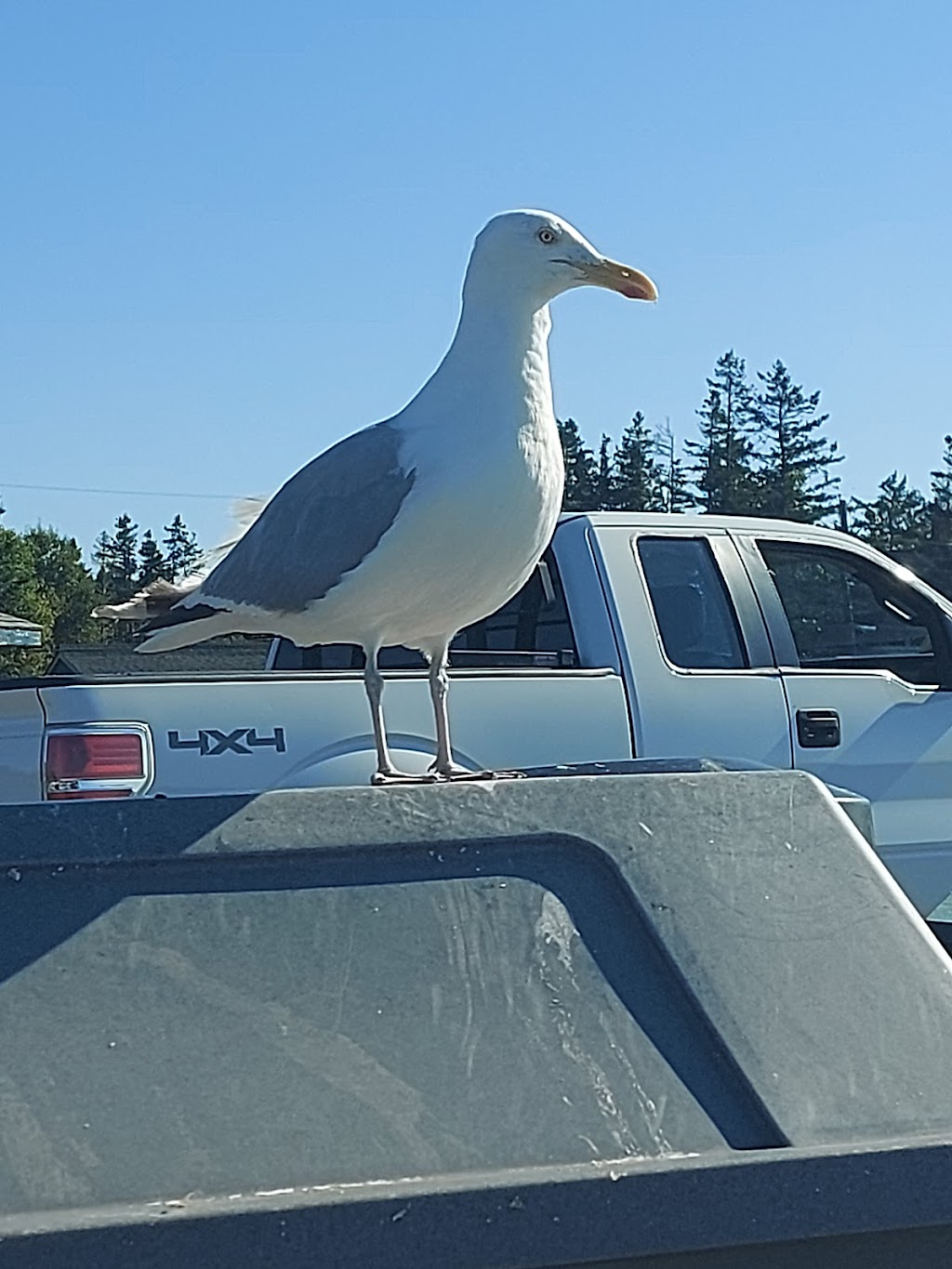 Johnny Hollywoods courier taxi services | 103 Whitehall Rd, Parrsboro, NS B0M 1S0, Canada | Phone: (902) 613-0049