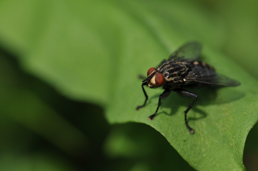 RG Extermination | Pest control service | bed bug treatment | Ra | 5785 Avenue Sir Walter Scott #110, Côte Saint-Luc, QC H4W 1S4, Canada | Phone: (438) 985-1749