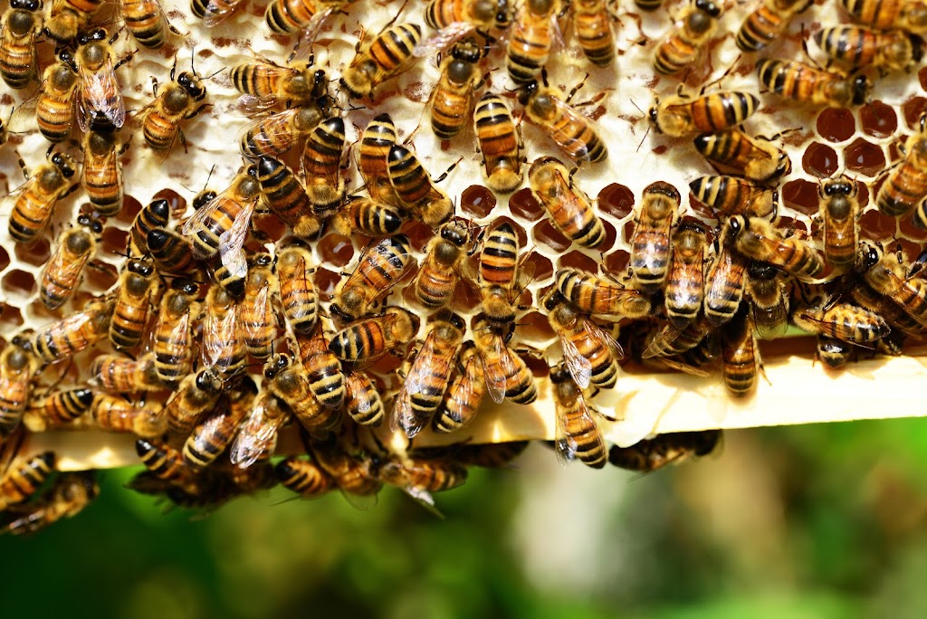 Severson Honey farms | Range Rd 204 RR #2, Camrose, AB T4V 2N1, Canada | Phone: (780) 781-6522