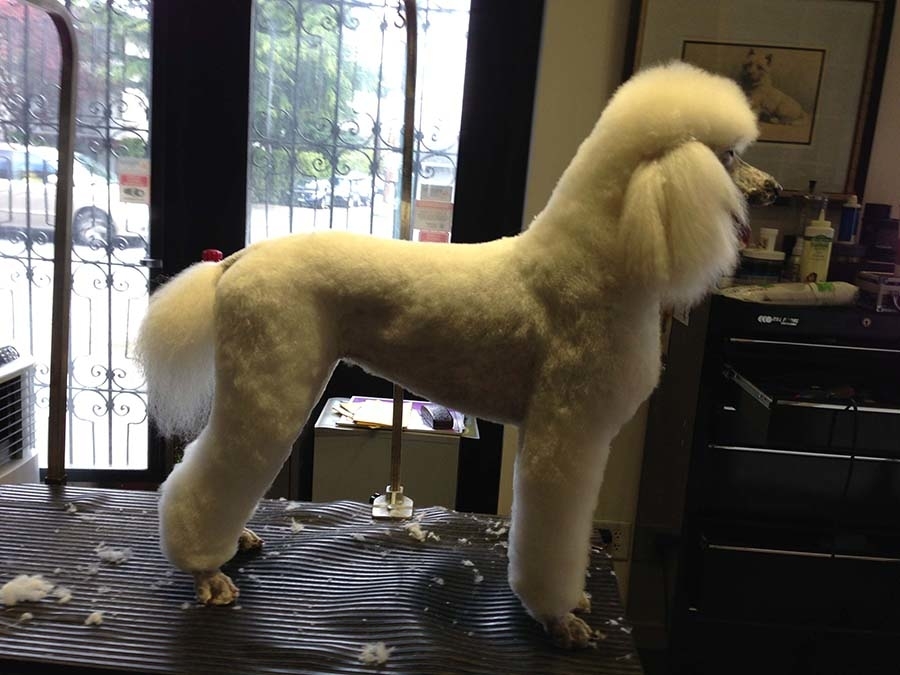 Heads To Tails Pet Grooming | 20319 36b Ave, Langley, BC V3A 2S3, Canada | Phone: (778) 837-5506