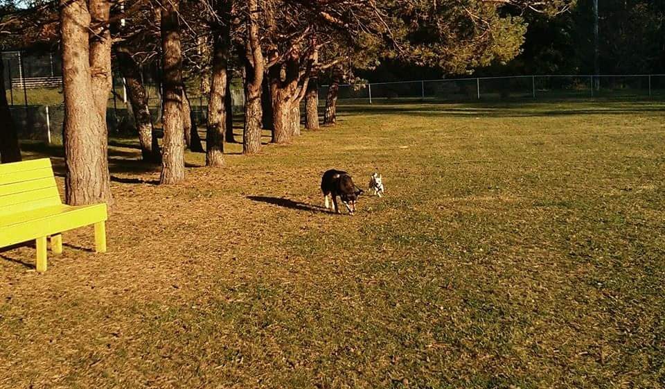 Hantsport Dog Park | 1 Evangeline Trail, Hantsport, NS B0P 1P0, Canada