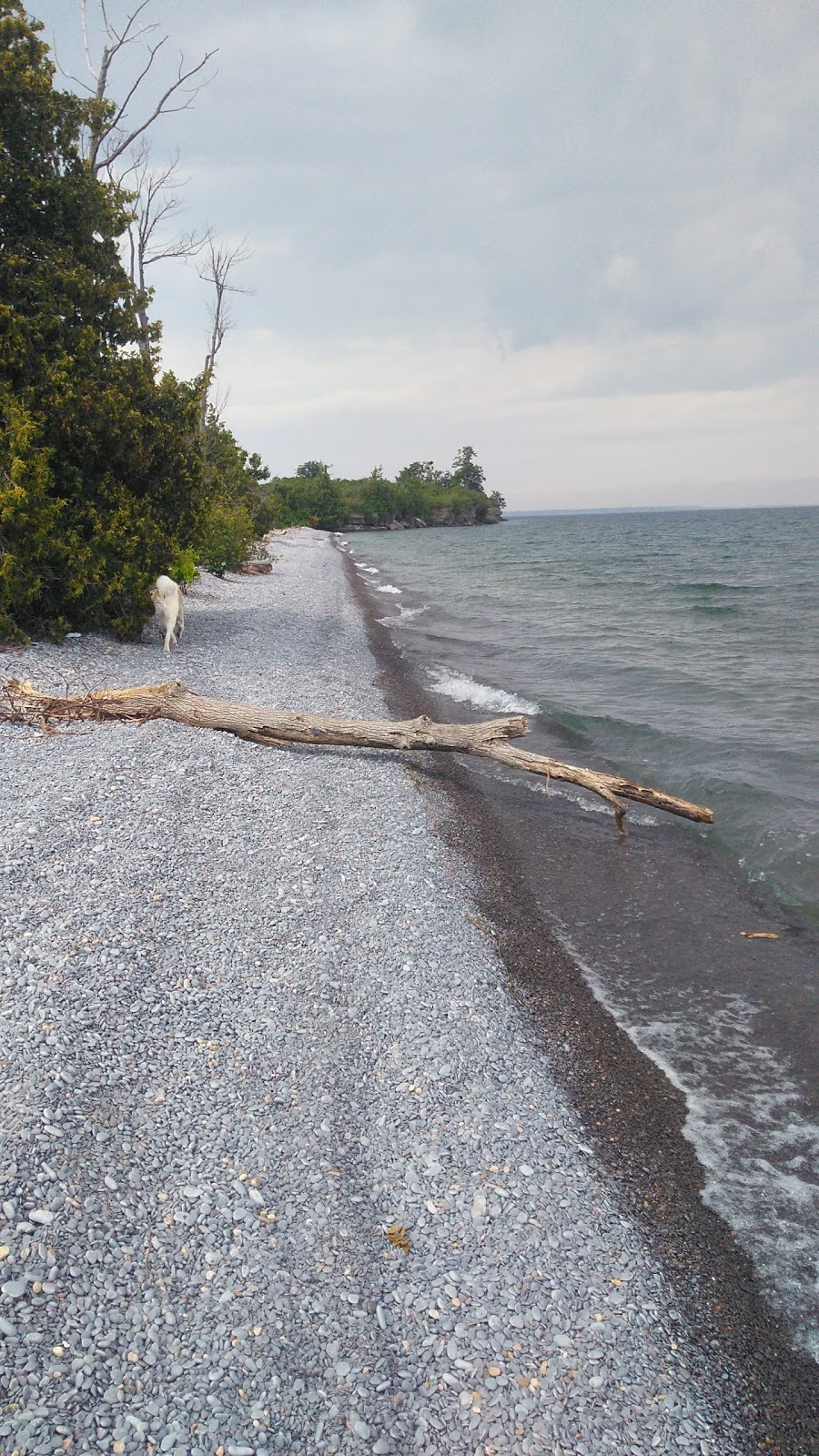 Prince Edward Point National Wildlife Area | Long Point Rd, Milford, ON K0K 2P0, Canada | Phone: (800) 668-6767